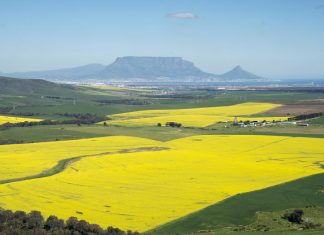 Kanolasaad: Beskikbaarheid bly ’n kopseer
