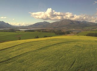 Produksie en verbruik van kanola styg steeds