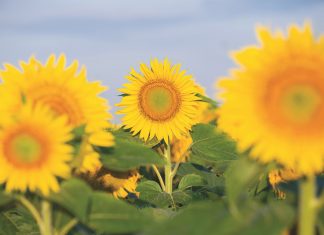 Saadtelers mik na optimale volhoubaarheid