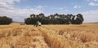 A snapshot of ARC oat breeding
