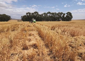 A snapshot of ARC oat breeding