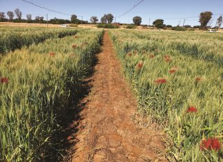 Besproeiingskoring: Twee nuwe kultivars kry planttelersregte