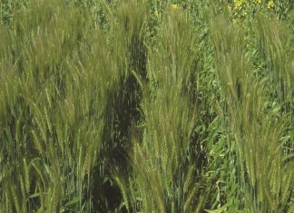 LNR-koringkultivars – ‘n oorsig van die 2022-seisoen