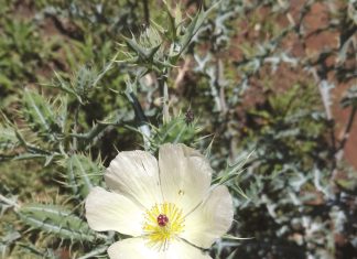 Beheer van winteronkruide in somersaaigebiede