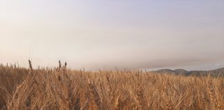 Benefits of CA evident in Western Cape