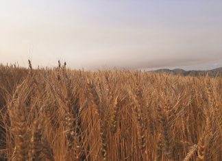 Benefits of CA evident in Western Cape