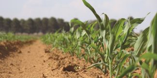 Optimise N application rates for higher profits