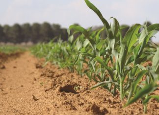 Optimise N application rates for higher profits