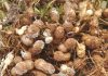 Control measures for aflatoxins on groundnuts