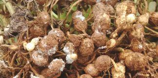 Control measures for aflatoxins on groundnuts