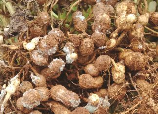 Control measures for aflatoxins on groundnuts