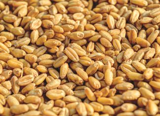 Jy dok meer op vir wintersaad in 2023