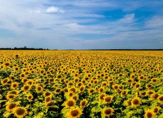 Strukture van ’n termynmark
