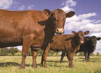 ’n Entingsplan op een sigblad