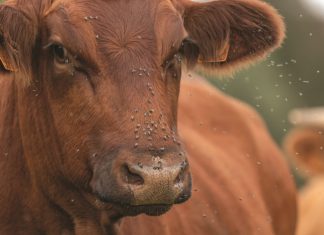 Parasitiese wespe ingespan om vlieë te beheer