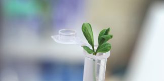 More food secure with new breeding technologies