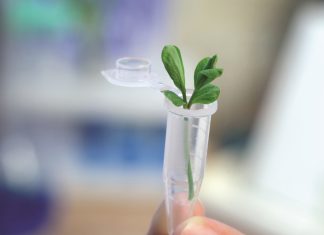 More food secure with new breeding technologies