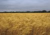 AGROCHEMICAL shows promise in mitigating stress on wheat