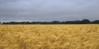 AGROCHEMICAL shows promise in mitigating stress on wheat