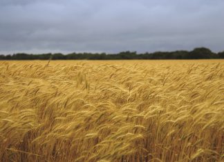 AGROCHEMICAL shows promise in mitigating stress on wheat