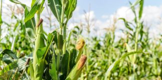 Aluminium toxicity – developing more resistant crops