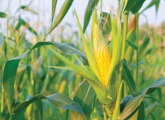 Graderingsproses sloer steeds