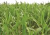 EU funds survey on maize farmers in KZN