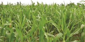 EU funds survey on maize farmers in KZN