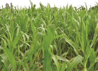 EU funds survey on maize farmers in KZN