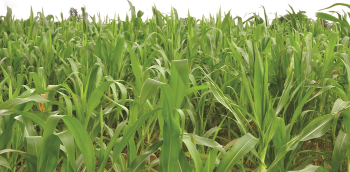EU funds survey on maize farmers in KZN