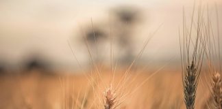 Stripe rust on wheat – new race detected