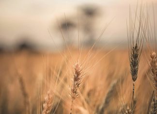 Stripe rust on wheat – new race detected