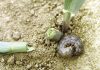 Cutworm management: Are producers getting it right?