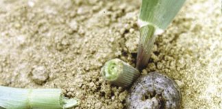 Cutworm management: Are producers getting it right?