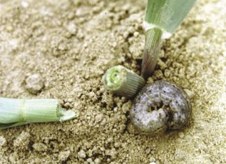 Cutworm management: Are producers getting it right?