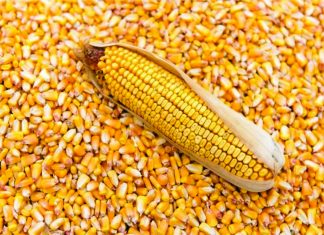 Só presteer die NOK in die 2021/2022-seisoen