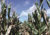 Sentinel plots significant for crop biosecurity