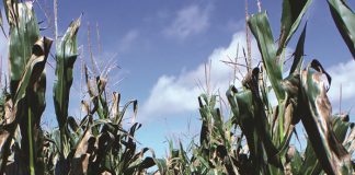 Sentinel plots significant for crop biosecurity