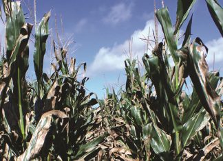 Sentinel plots significant for crop biosecurity