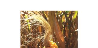 Stolkop – nuwe naam vir bekende mieliegroei-afwyking