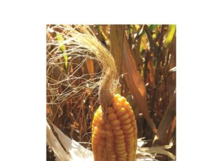 Stolkop – nuwe naam vir bekende mieliegroei-afwyking