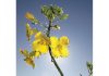 Sclerotinia-stamvrot – so maak produsente