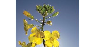 Sclerotinia-stamvrot – so maak produsente