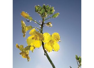 Sclerotinia-stamvrot – so maak produsente