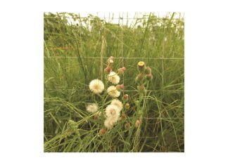 Skraalhans-infestasie het ernstige ekologiese en ekonomiese implikasies