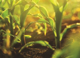 Styging in saadpryse druk die meter in die rooi