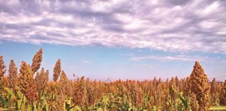 El Niño: Wat kan ons uit die geskiedenis leer?