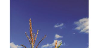 Holistic approach needed to curb Diplodia