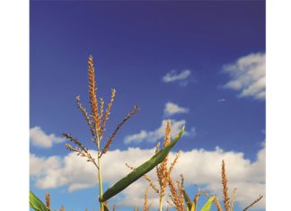 Holistic approach needed to curb Diplodia