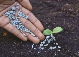 Plasing van topbemesting is deurslaggewend